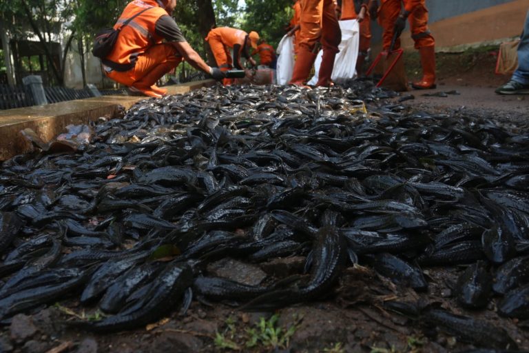 Penangkapan tersebut merupakan bagian dari upaya pengendalian spesies invasif yang dinilai mengancam ekosistem perairan di Ibu Kota. Di wilayah ini, lebih dari 3 ton ikan sapu-sapu berhasil ditangkap.