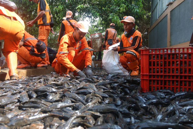 Penangkapan tersebut merupakan bagian dari upaya pengendalian spesies invasif yang dinilai mengancam ekosistem perairan di Ibu Kota. Di wilayah ini, lebih dari 3 ton ikan sapu-sapu berhasil ditangkap.