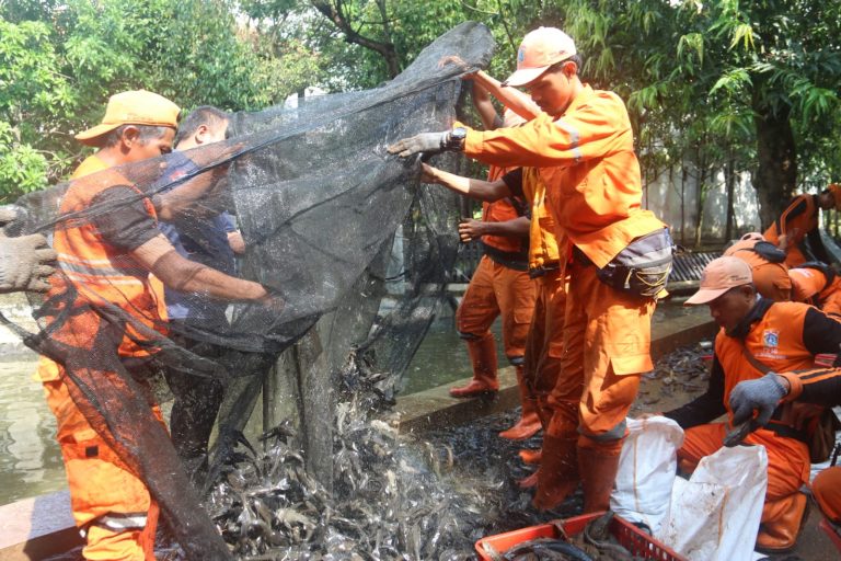 EKOBISNIS.COM: Petugas Penanganan Prasarana dan Sarana Umum (PPSU) mengumpulkan ikan sapu-sapu hasil tangkapan di kawasan Setu Babakan, Jakarta Selatan, Jumat (17/4/2026).   Penangkapan tersebut merupakan bagian dari upaya pengendalian spesies invasif yang dinilai mengancam ekosistem perairan di Ibu Kota. Di wilayah ini, lebih dari 3 ton ikan sapu-sapu berhasil ditangkap.   Gubernur DKI Jakarta Pramono Anung menyebut populasi ikan sapu-sapu mendominasi hingga 60 persen sungai di Jakarta dan berpotensi mengganggu keberlangsungan ikan lokal. Selain itu, ikan tersebut juga disebut memiliki kandungan residu berbahaya yang berisiko bagi kesehatan apabila dikonsumsi.***(Foto: Ekobisnis.com/Purwa)