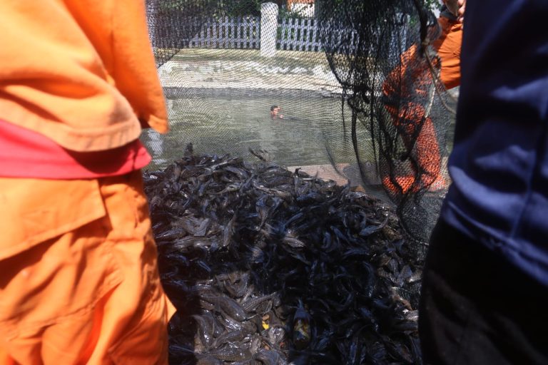 Penangkapan tersebut merupakan bagian dari upaya pengendalian spesies invasif yang dinilai mengancam ekosistem perairan di Ibu Kota. Di wilayah ini, lebih dari 3 ton ikan sapu-sapu berhasil ditangkap.