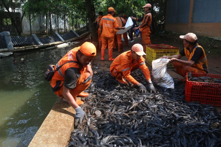 Penangkapan tersebut merupakan bagian dari upaya pengendalian spesies invasif yang dinilai mengancam ekosistem perairan di Ibu Kota. Di wilayah ini, lebih dari 3 ton ikan sapu-sapu berhasil ditangkap.